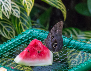 Owl Butterfly, Asa Wright, Trinidad